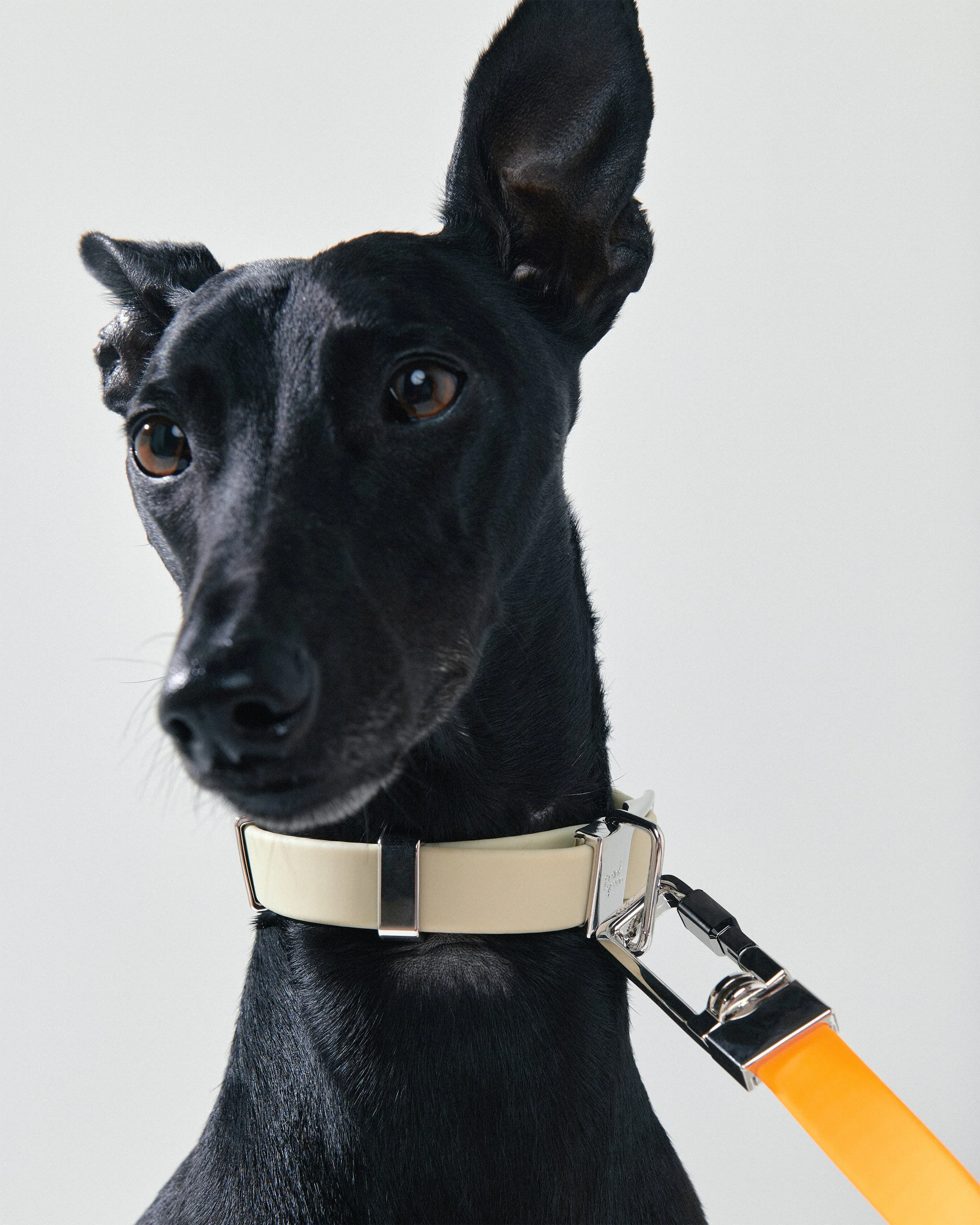 Pet Lead Base - Image 10