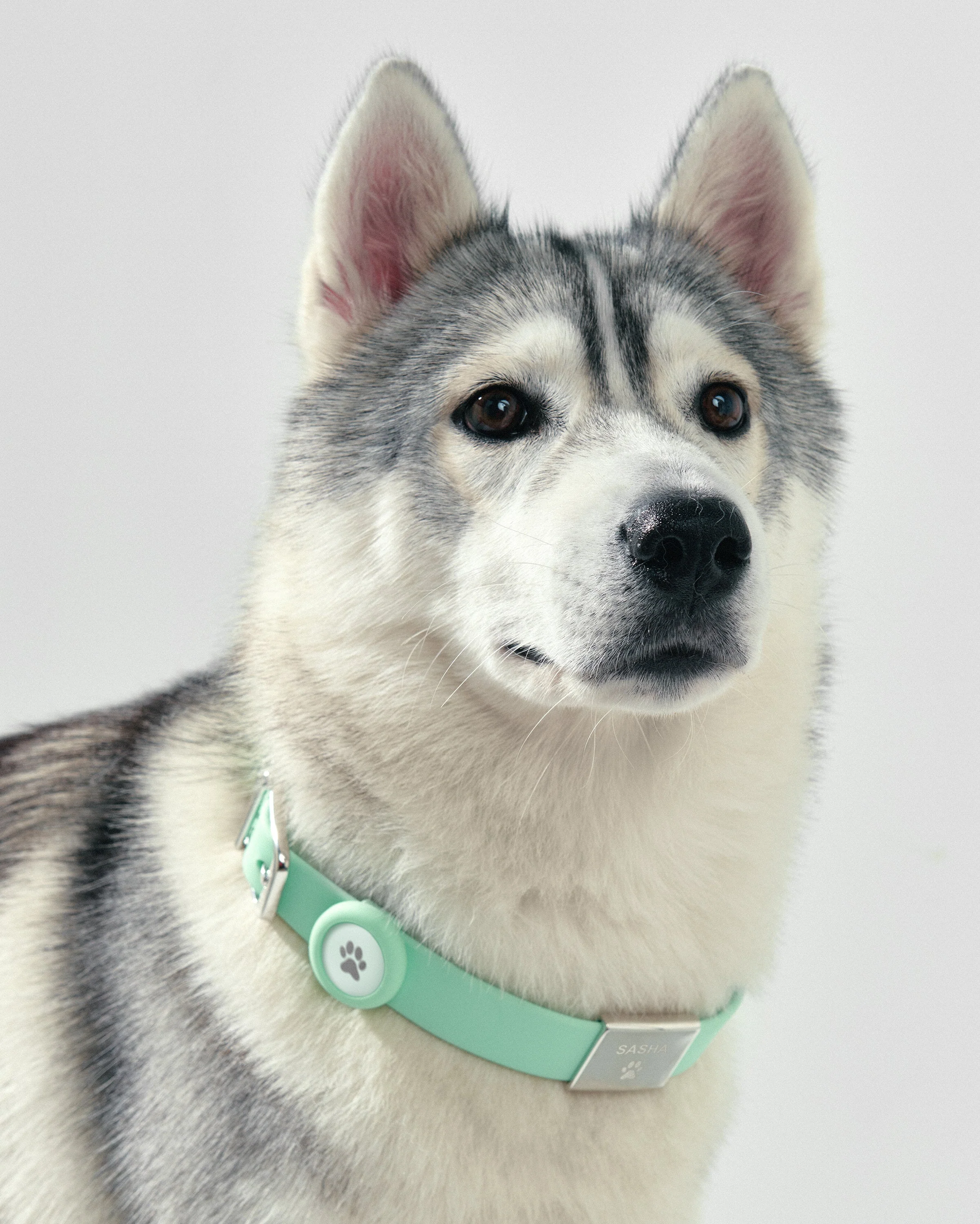 Pet Name Tag - Large - Image 4